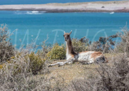 Punta Tombo