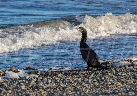 Bahia Bustamante, Blauaugenkormoran