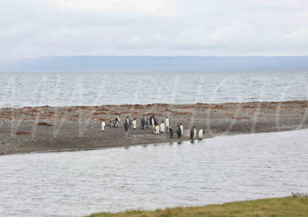 King Penguins; Onaisin