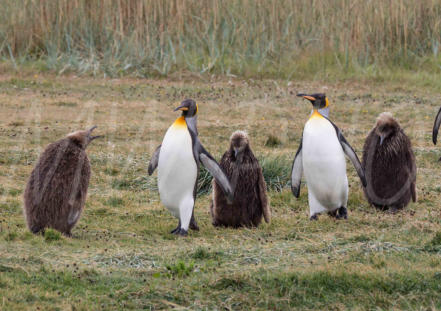 King Penguins; Onaisin