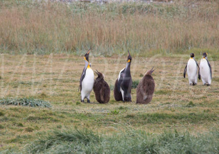 King Penguins; Onaisin