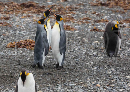 King Penguins; Onaisin